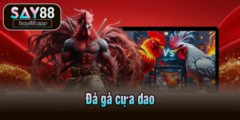 Đá gà cựa dao