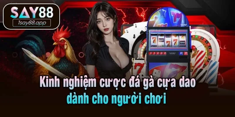 Kinh nghiệm cược đá gà cựa dao dành cho người chơi 