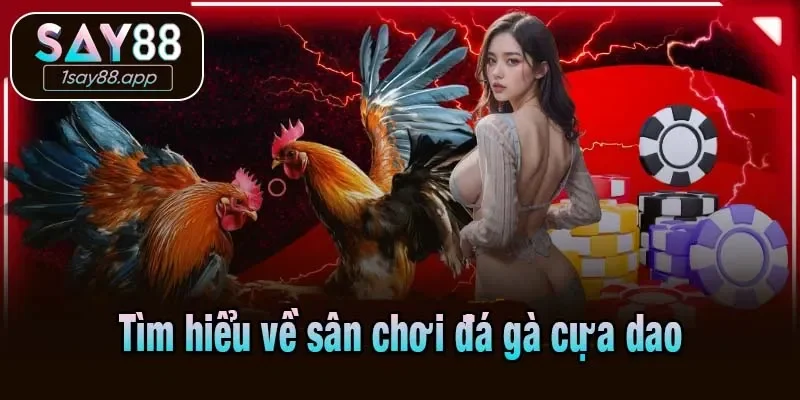 Tìm hiểu về sân chơi đá gà cựa dao