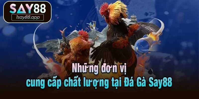Những đơn vị cung cấp chất lượng tại Đá Gà Say88