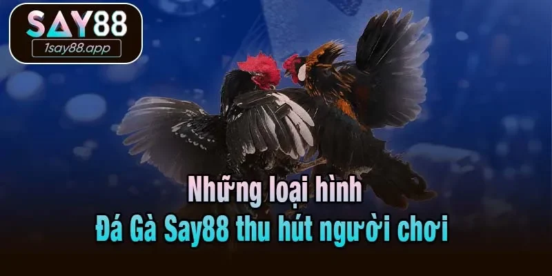 Những loại hình Đá Gà Say88 thu hút người chơi 