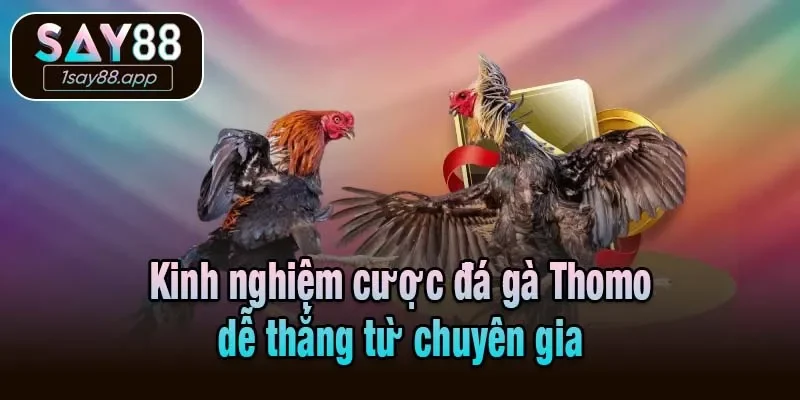 Kinh nghiệm cược đá gà Thomo dễ thắng từ chuyên gia