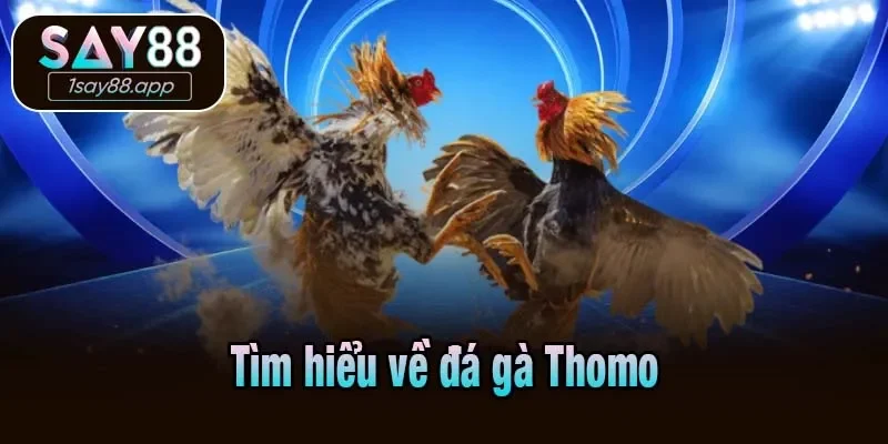 Tìm hiểu về đá gà Thomo