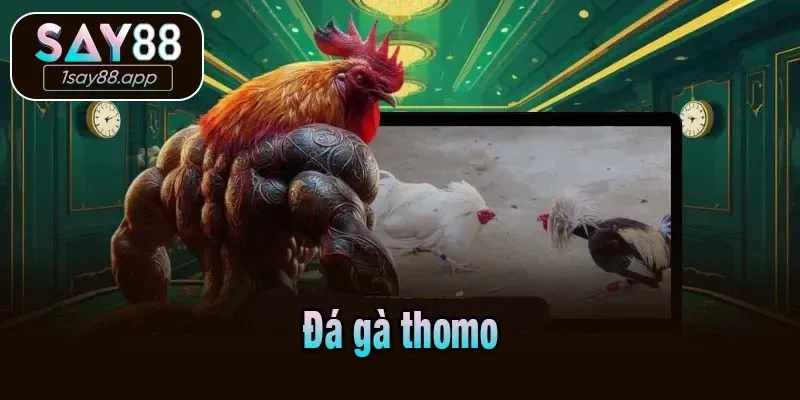 Đá gà Thomo