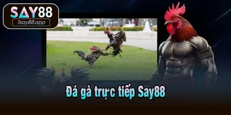 Đá gà trực tiếp Say88