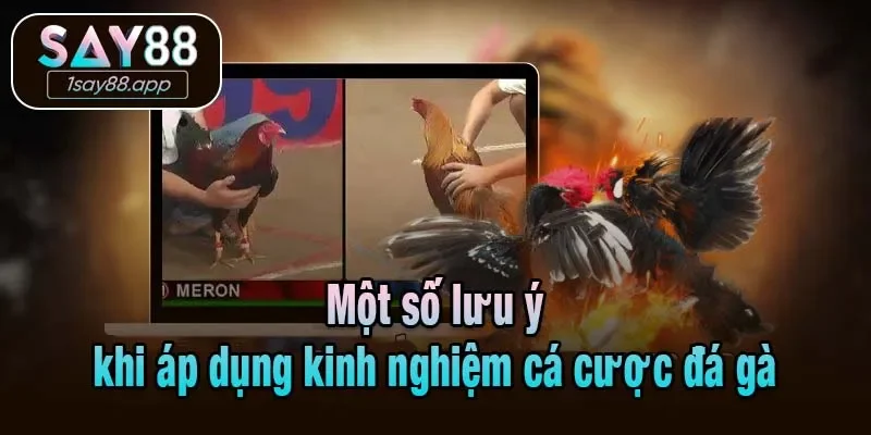 Một số lưu ý khi áp dụng kinh nghiệm cá cược đá gà