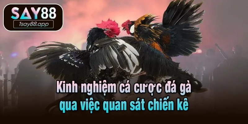 Kinh nghiệm cá cược đá gà qua việc quan sát chiến kê