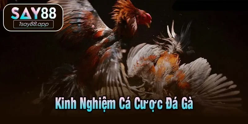 Kinh Nghiệm Cá Cược Đá Gà